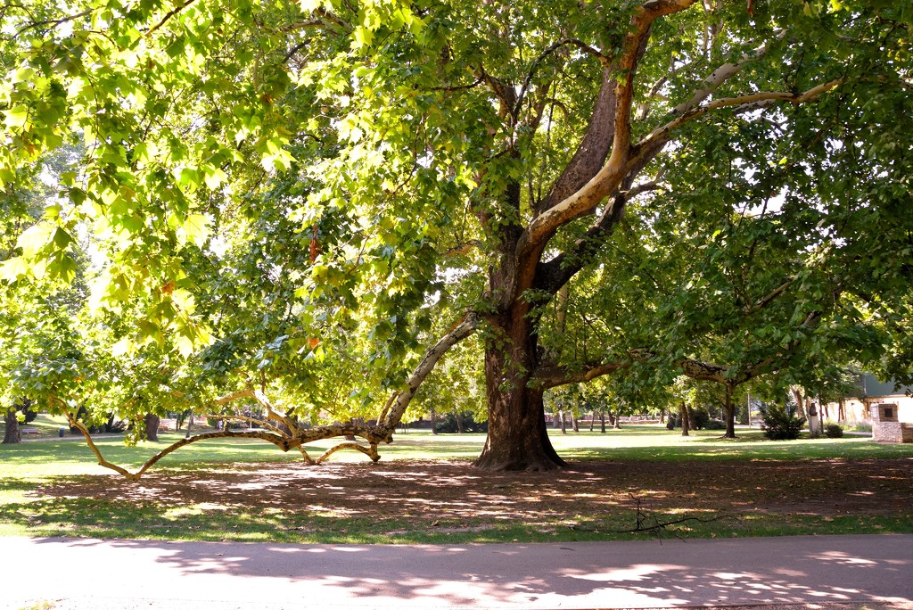 Under old trees by kork