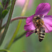 Honeybee by philhendry