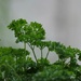 Parsley by toinette