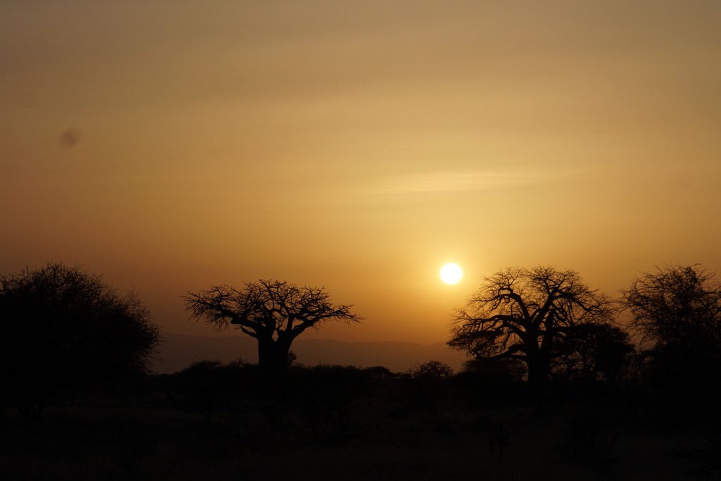 Sunset on the savannah by allie912