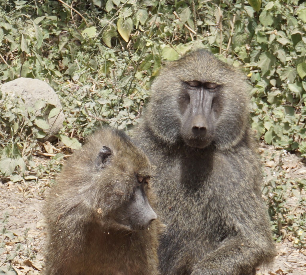 Bashful Baboons by allie912