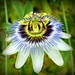  Passionflower by judithdeacon