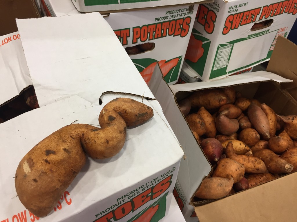 Sweet Potato day at the Food Bank by margonaut