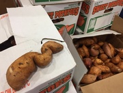 9th Aug 2018 - Sweet Potato day at the Food Bank