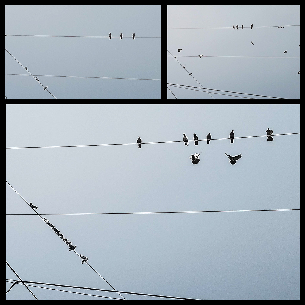 The birds on the wires by randystreat