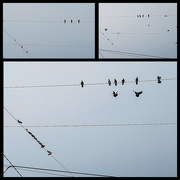 8th Aug 2018 - The birds on the wires