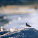 A Tiny Bird by kwind