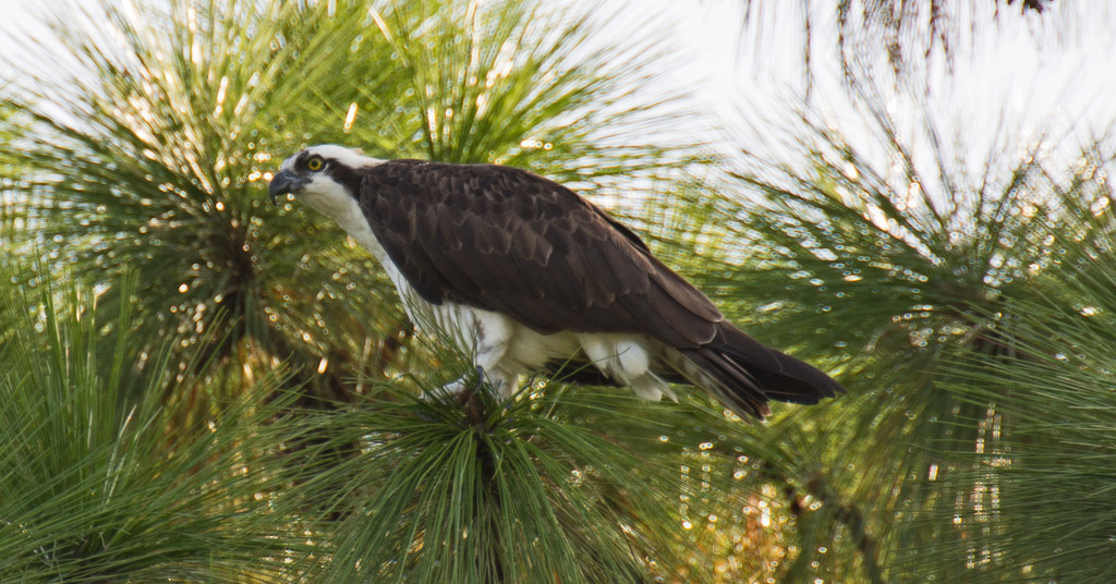 Osprey, Keeping an Eye on Things! by rickster549