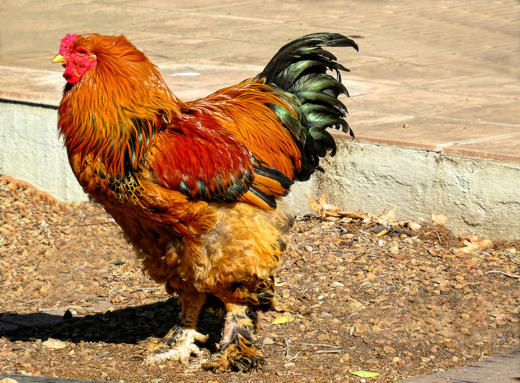 A Brahma Rooster by ludwigsdiana