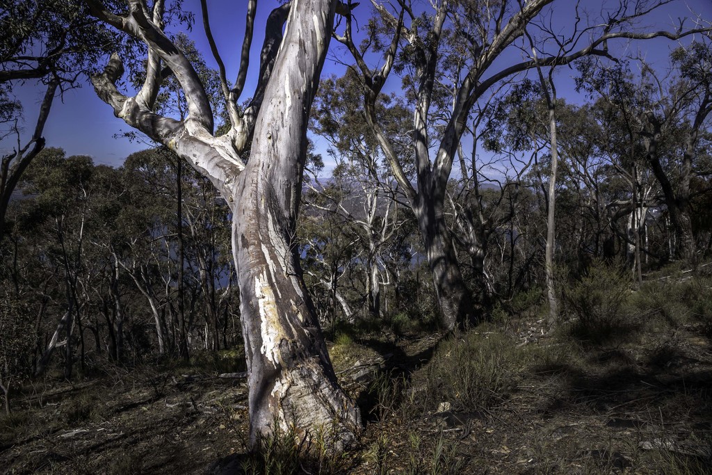 Aussie bush by pusspup