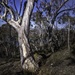Aussie bush by pusspup
