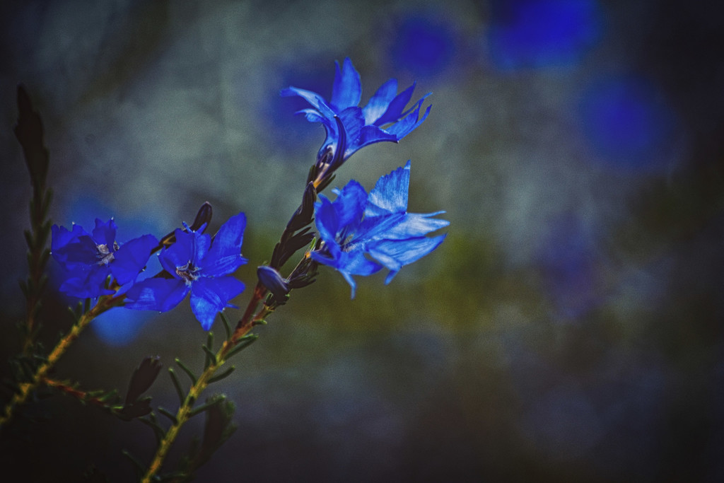 Blue Leschenaultia by annied
