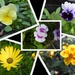 Garden Flowers by oldjosh
