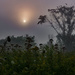 Foggy Silhouette   by farmreporter