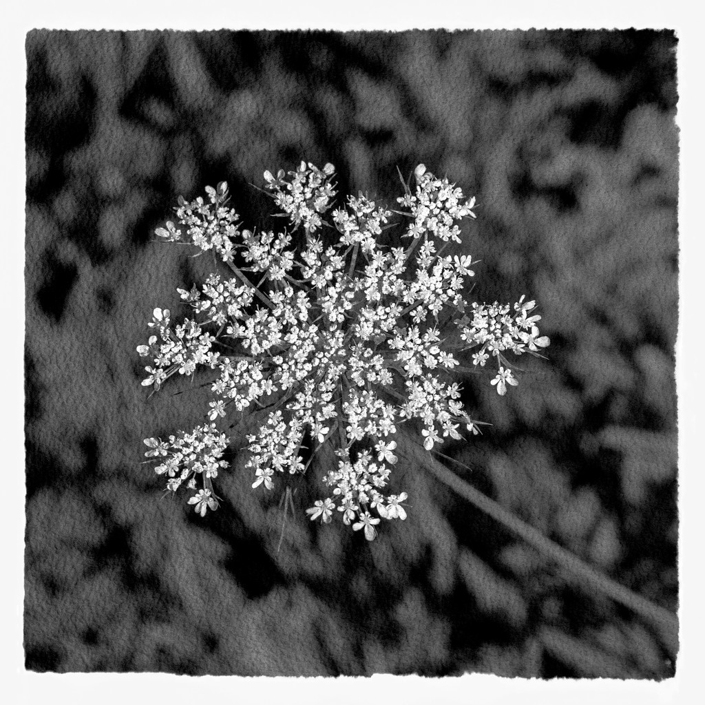 Queen Anne's Lace by jernst1779