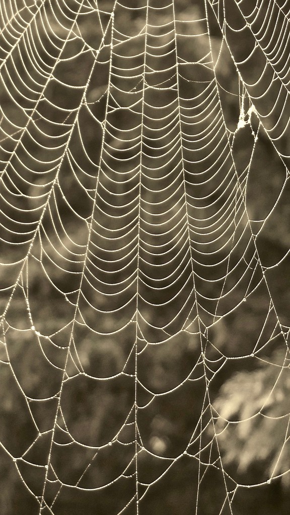 spider web by scottmurr