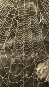 10th Aug 2018 - spider web