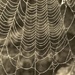spider web by scottmurr