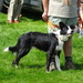 sheepdog (non-competing) by anniesue