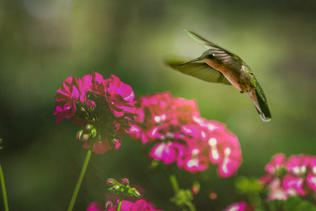 Hummingbird in Flight by taffy