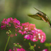 Hummingbird in Flight by taffy