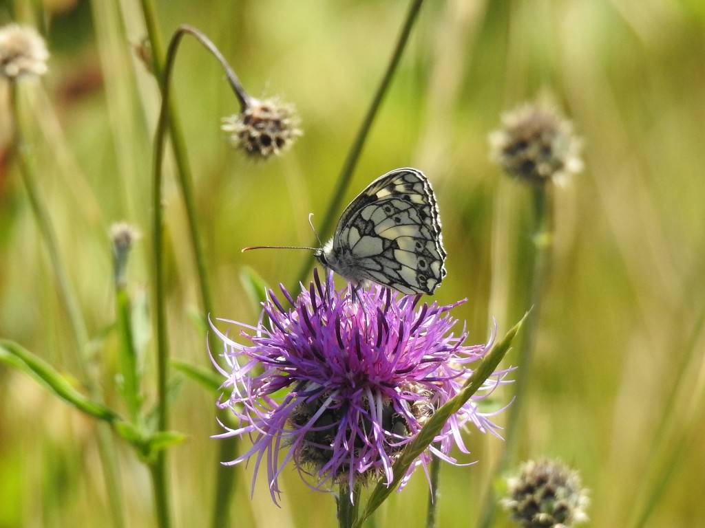  Marbled White  by susiemc