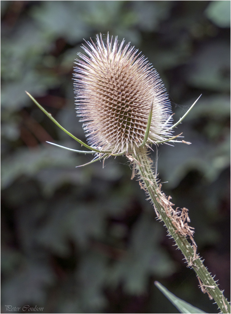 Teasel by pcoulson