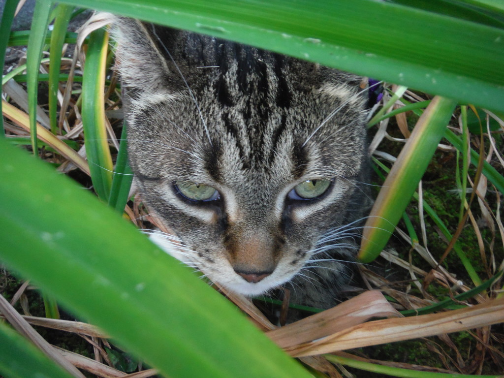 A Cat Lurks in the Garden by spanishliz