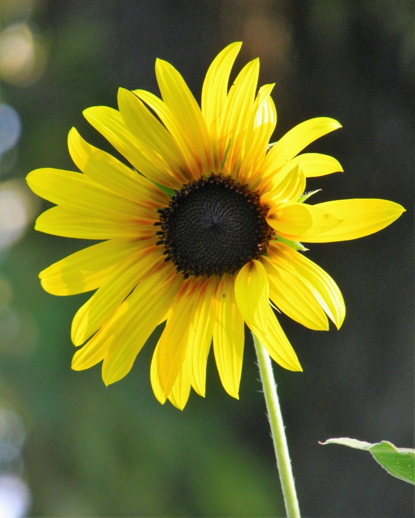 August 9L Sunflower by daisymiller