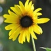 August 9L Sunflower by daisymiller