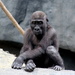 Gorilla In Deep Thought by randy23