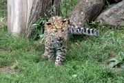 8th Aug 2018 - Amur Leopard Cub