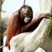 Orangutan Portrait by randy23