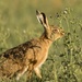 Hare by shepherdmanswife