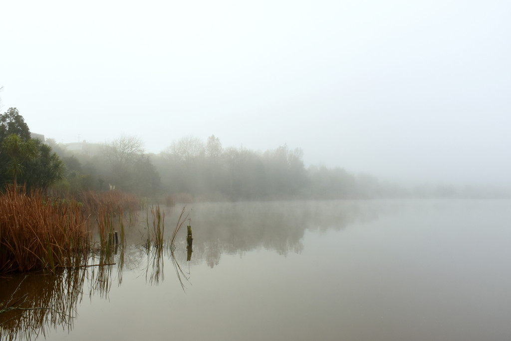 Foggy Morning by nickspicsnz