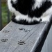 Paw Prints in the Frost by nickspicsnz
