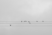 7th Jul 2018 - Birds on a Wire