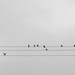 Birds on a Wire by nickspicsnz