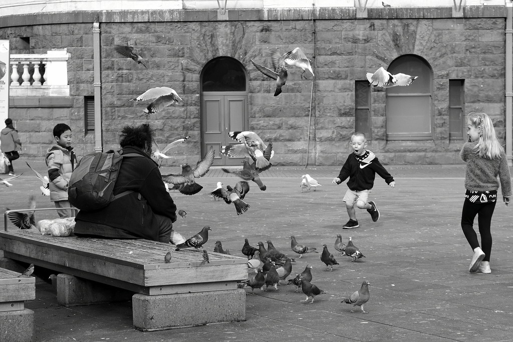 Chasing Pigeons by nickspicsnz