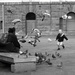 Chasing Pigeons by nickspicsnz