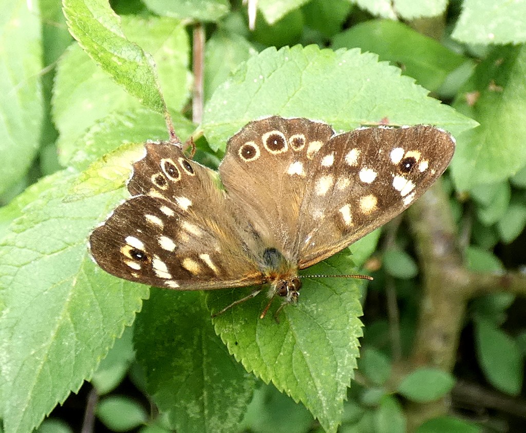 Speckled Wood by julienne1