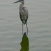 Blue Heron and friend, Lake Clara Meer. Piedmont Park Atlanta by swagman