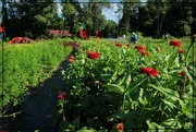 8th Aug 2018 - Flowers in the Field