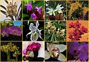12th Aug 2018 - My Orchids Collage ~