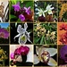 My Orchids Collage ~ by happysnaps