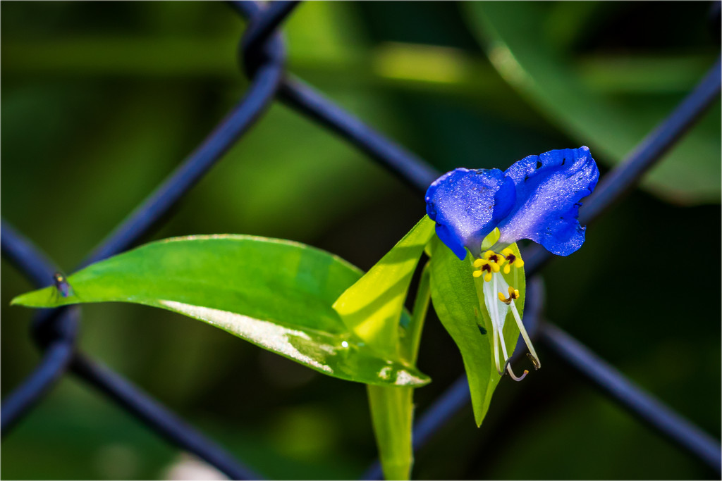 little blue flower by jernst1779