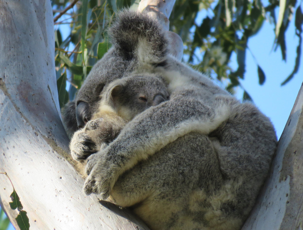 my fav pillow by koalagardens