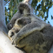my fav pillow by koalagardens