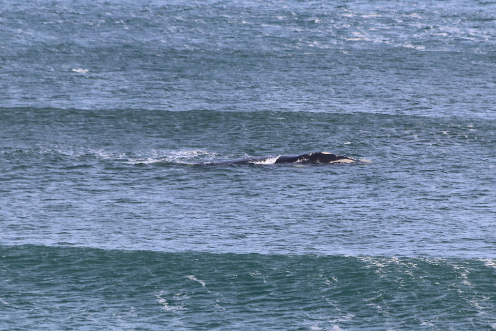Then a whale appeared between the swells! by gilbertwood