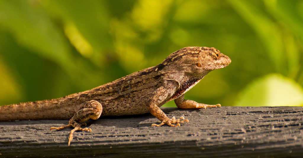 Lizard Profile! by rickster549